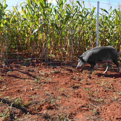 Belgo Arames apresentou soluções eficazes para cercamento no Show Rural Coopavel 2025