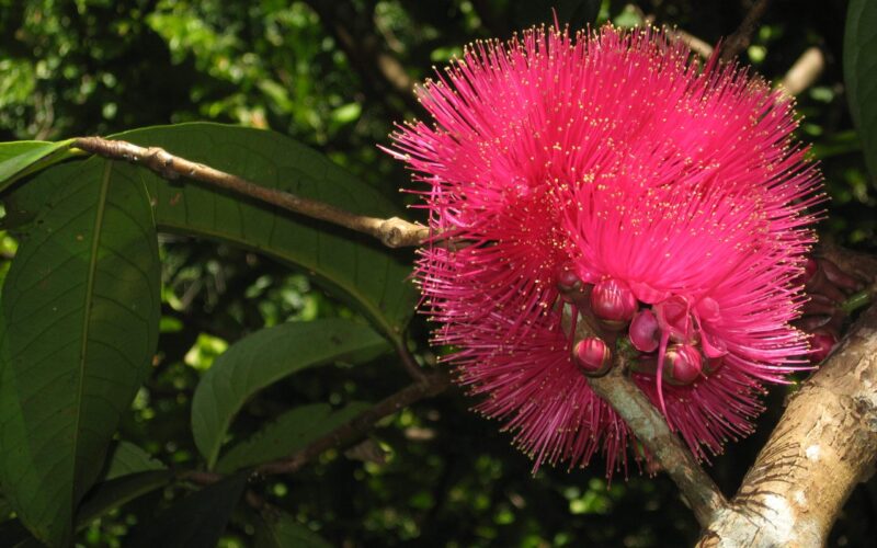É tempo de jambo! Descubra os incríveis benefícios desta fruta para a sua saúde
