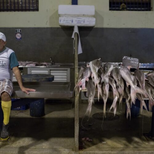 Colapso de peixes migratórios torna a Amazônia o epicentro de uma crise ambiental